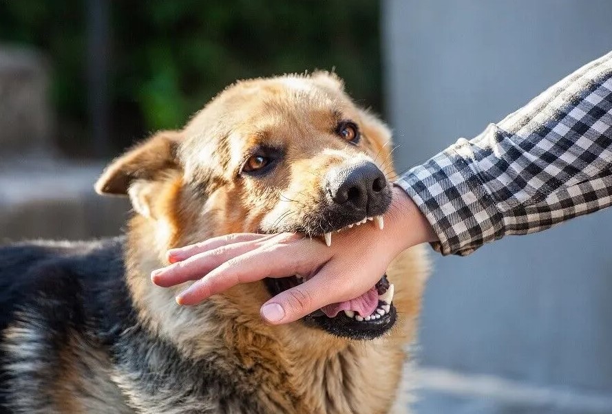 Best Dog Bite Attorney